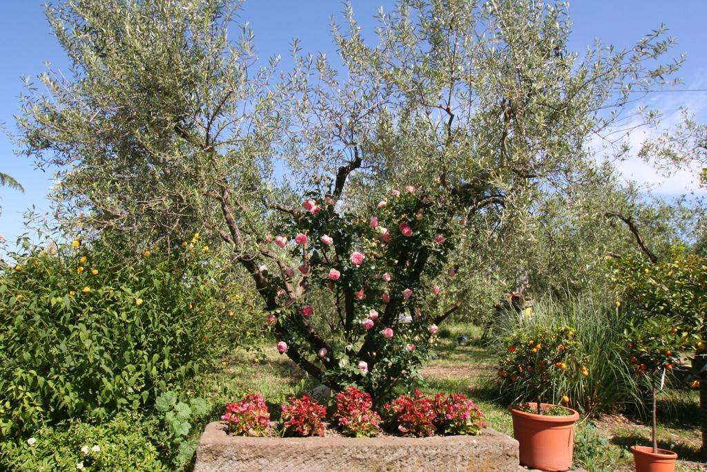 Agriturismo Le Caselle Hotel Viterbo Buitenkant foto